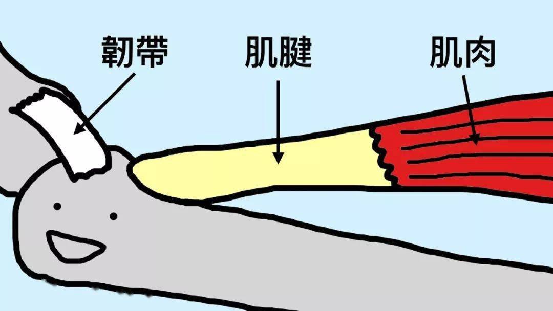 你以为的拉伸,80%都是错的_肌肉_韧带_肌纤维