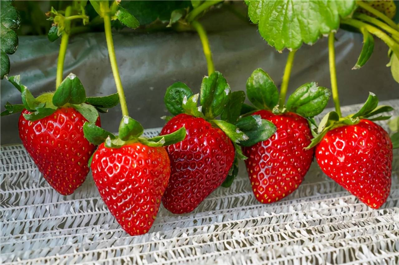 12月20日下午,在万和七彩农业园区的草莓种植大棚内,清新的果香扑面