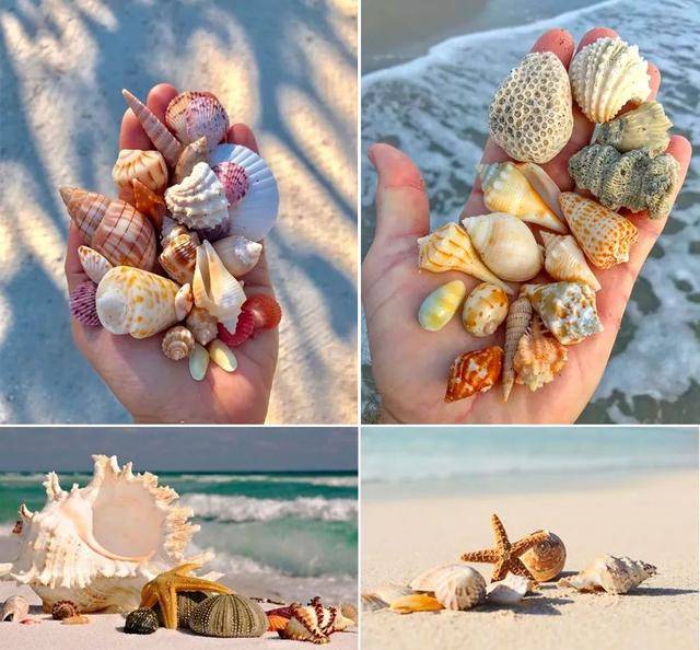 儿童画教程海洋美学课程沙滩上的宝藏美丽的贝壳