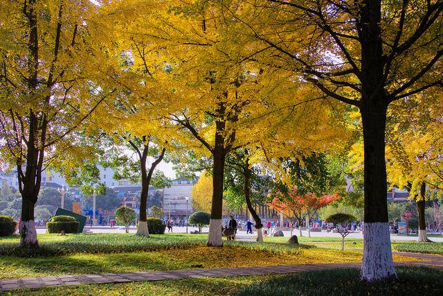 銀杏裝點冬日邛崍 市民打卡留住盛景_大道_臨邛_公園