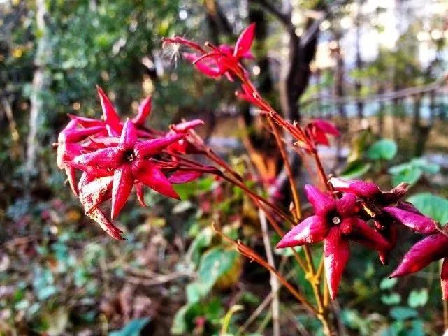 漂亮的中药材花卉 acd18f84b72a4c3bbf3b5eedb9d2a66a.jpeg