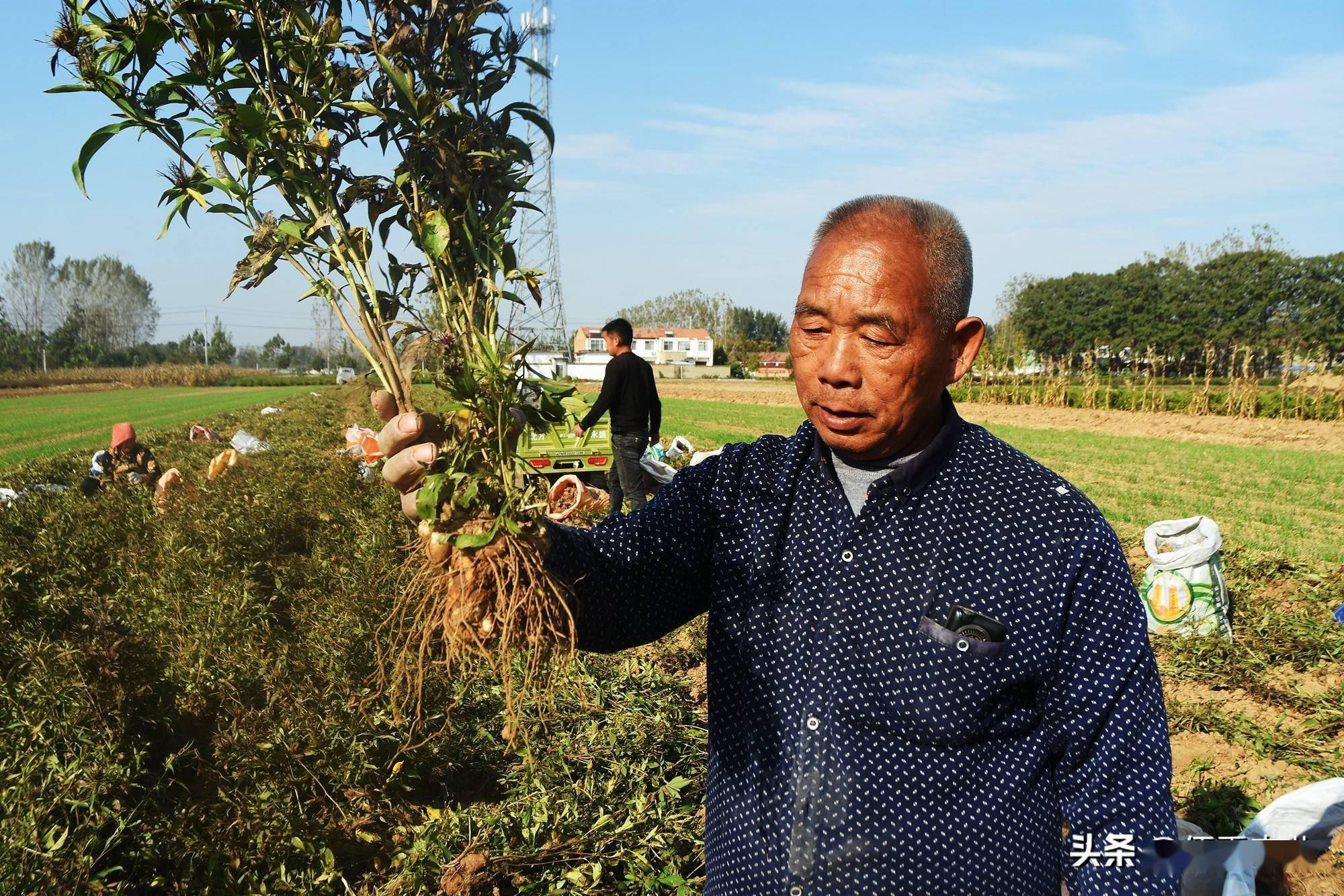 农村种植什么收入最快(农村种植什么赚钱不愁销路)