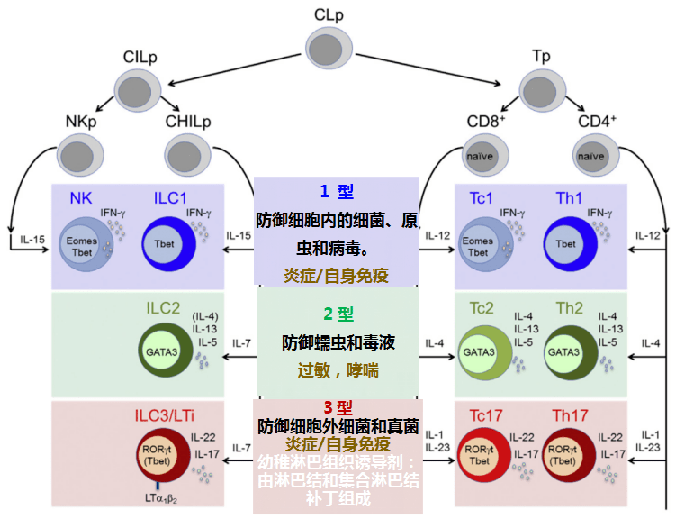 的原始cd8 和cd4 t细胞的分化,并且已经清楚地解释了其不同的发育过程