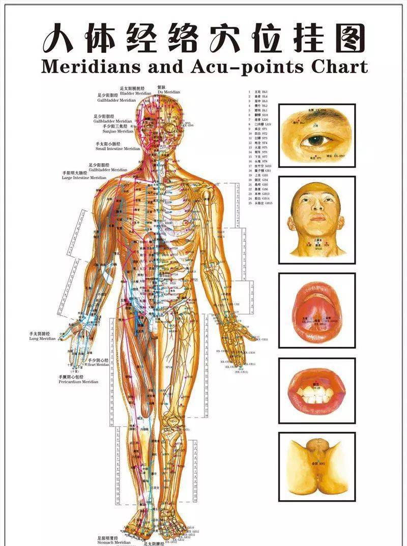 經絡是人體氣血運行的高速路,四通八達,遍佈五臟六腑.