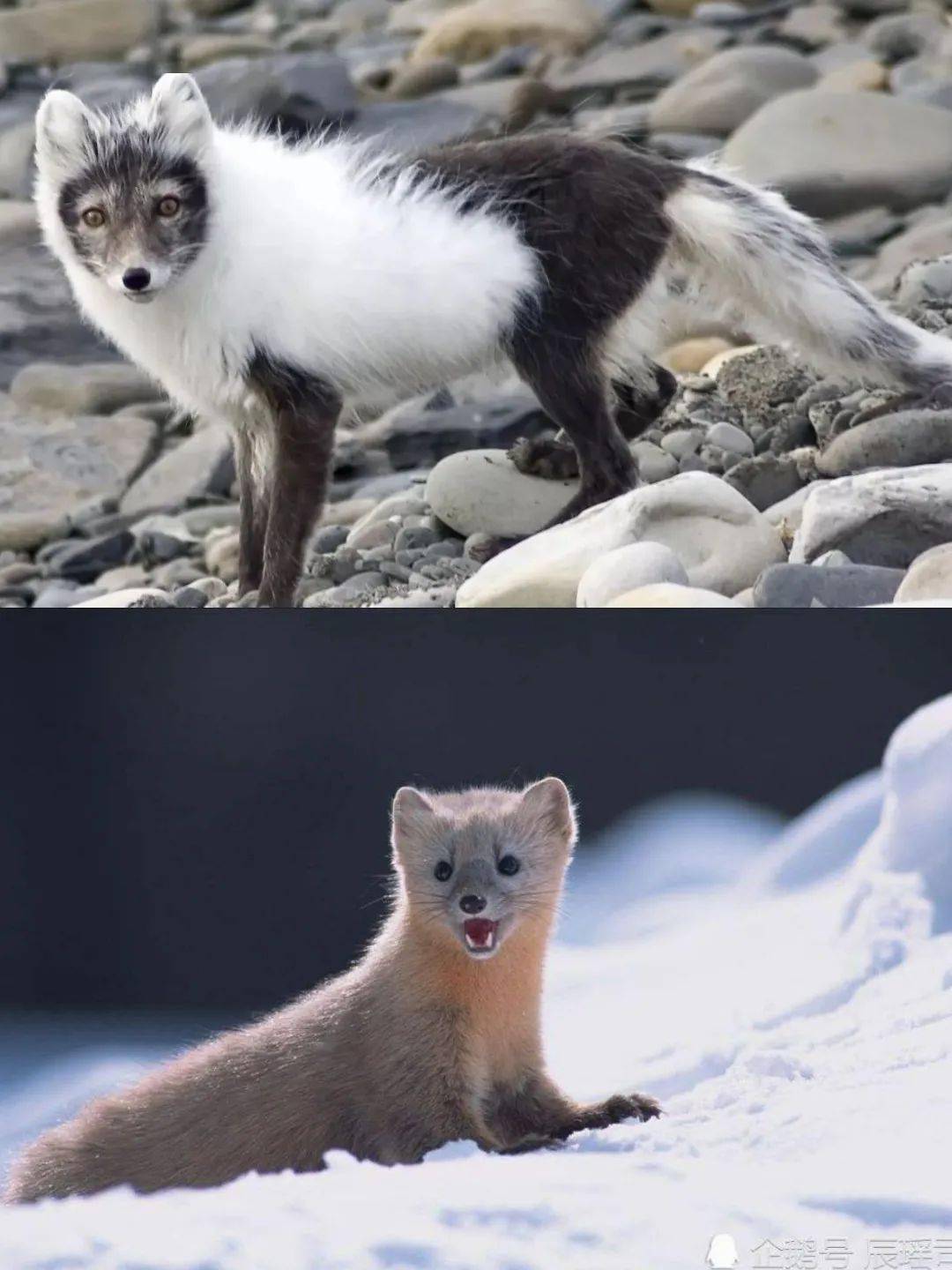 不同哺乳动物换毛的原因不同,有为了保护色的雪兔,紫貂则是为了保温