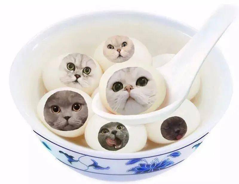 冬至了来两斤猫咪汤圆猫毛馅儿的