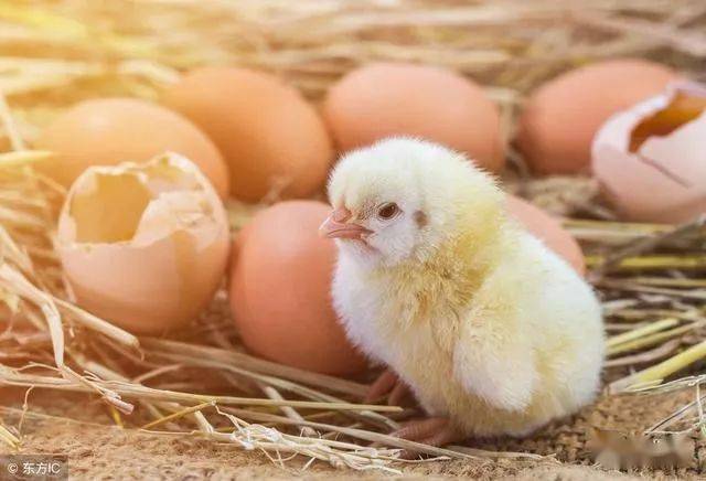 4】将黄豆装入新鲜猪苦胆,放在透风阴凉处晾干,晾干后取出黄豆磨成粉