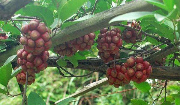 这四种市场价几百元一斤还供不应求_红藤_天麻_价格