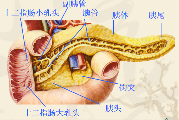 内分泌腺和外分泌腺图片