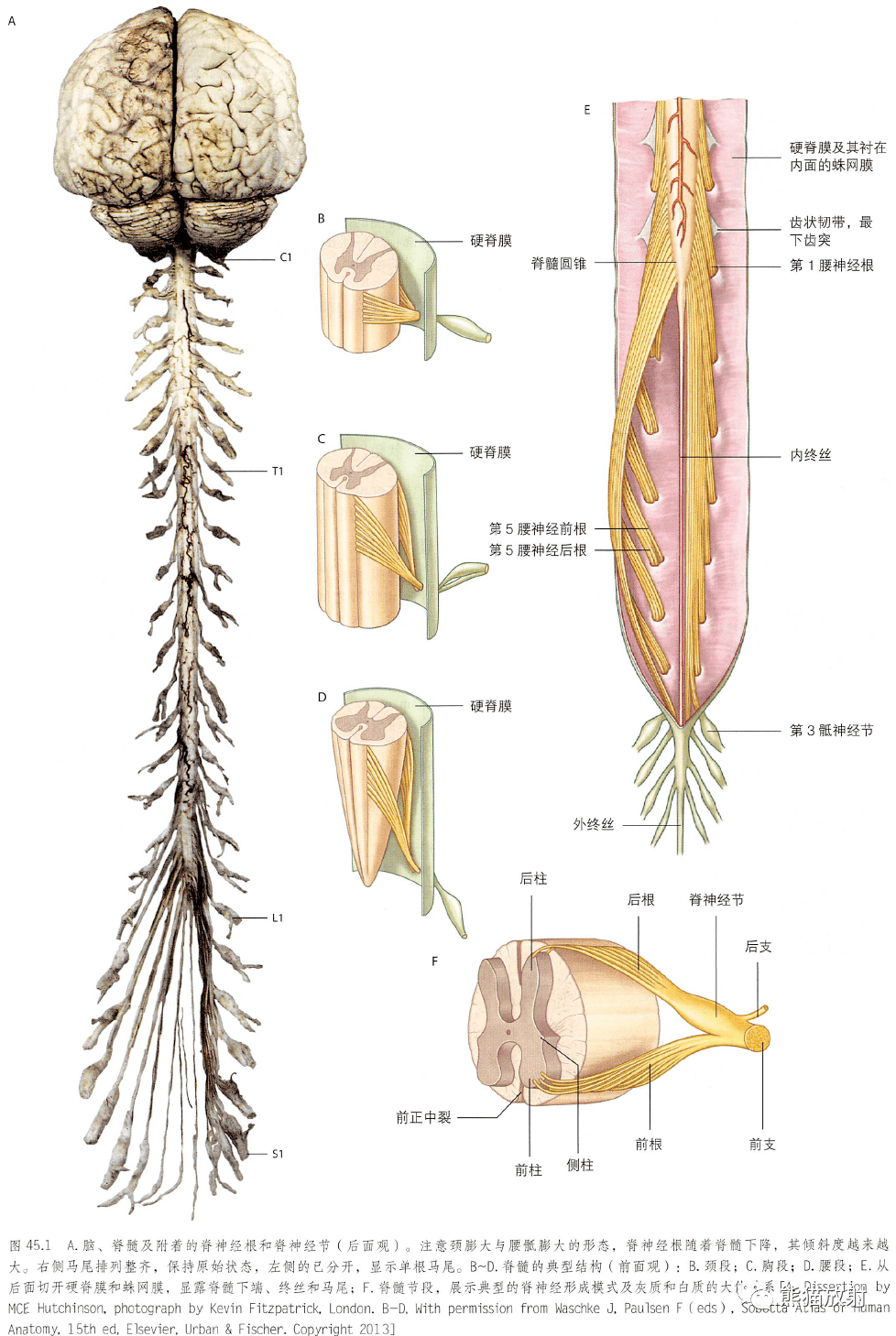 解剖丨椎管,脊髓,神經根~_脊神經_內容_丁自海