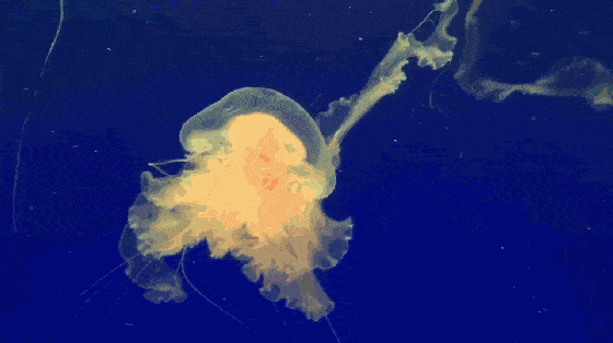 绚丽多彩的水母图大集合欣赏