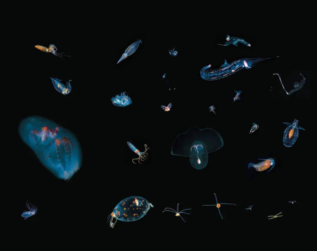 涉及了17类254种生物,不仅包含清晰简明的生物科普,还有实用的浮游