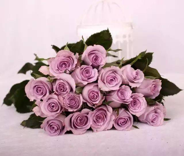 100种·玫瑰品种图鉴大全,认识超过10种以上可以当"花痴"了!