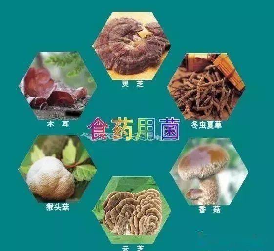 真菌多糖在国际医学界它就是药物