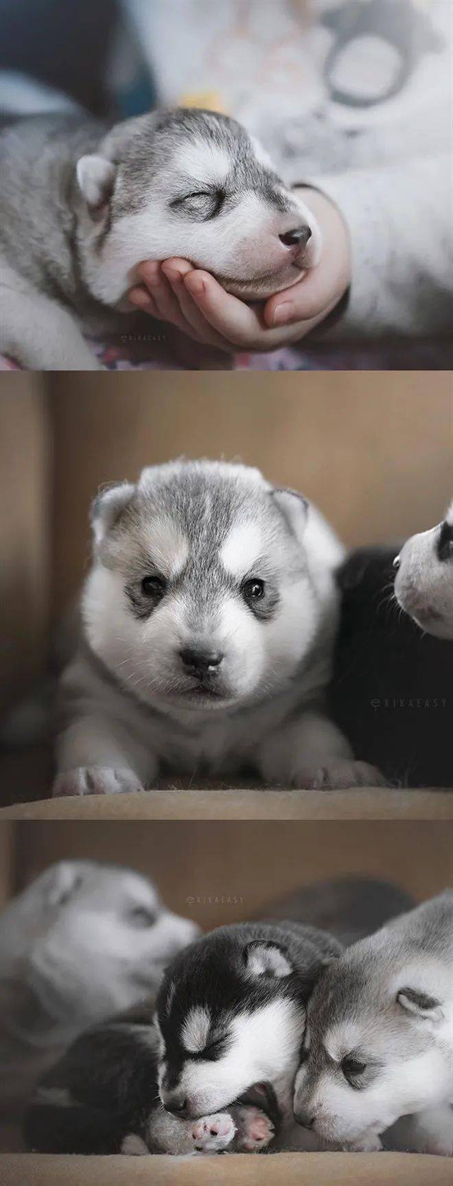 哈士奇小时候也是一堆奶乎乎的小毛团子,想rua!_fufu_萌狗_end