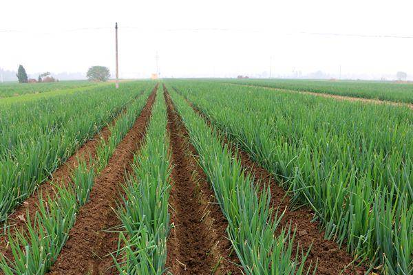 菜园子大葱正值生长旺季大葱如何合理浇水避免水涝