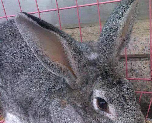 兔子繁殖快,农村为什么不养殖兔子致富?_草料_兔肉_月月