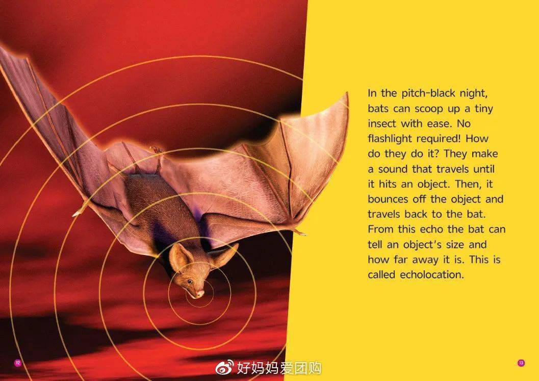 《蝙蝠》(bats)这一册中用简单的语言讲解了一个初中物理知识点