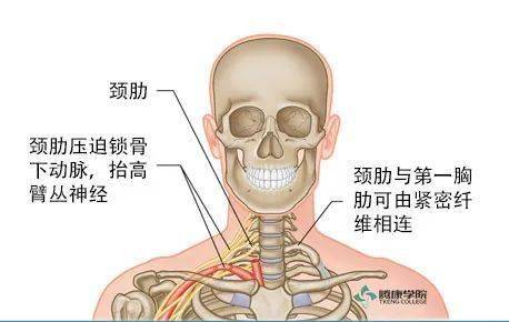 這是與上述病理學方面類似的一種情況,若額外肋來自c7頸椎的橫突,該