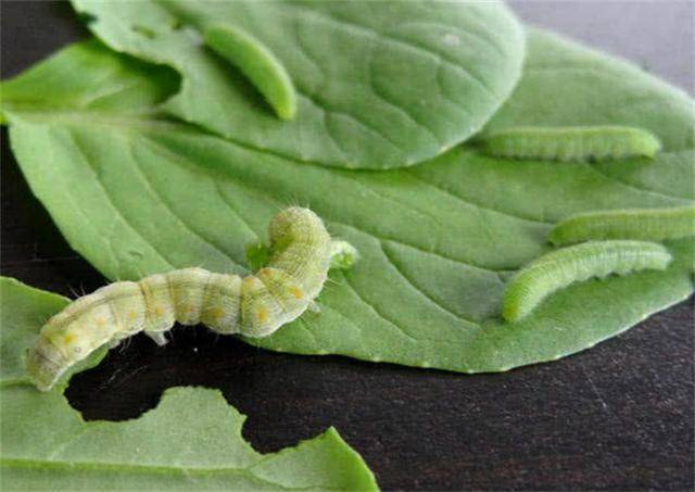 栀子花为什么长青虫 原因很简单 就是你偷懒了 解决方法超实际 长虫 虫子 环境