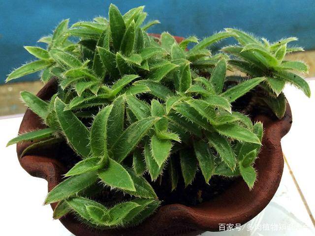 多肉植物也会长毛 天生毛茸茸的品种 银毛冠 修剪 开花 叶片 多肉植物也会长毛 天生毛茸茸的品种 银毛冠 修剪 开花 叶片
