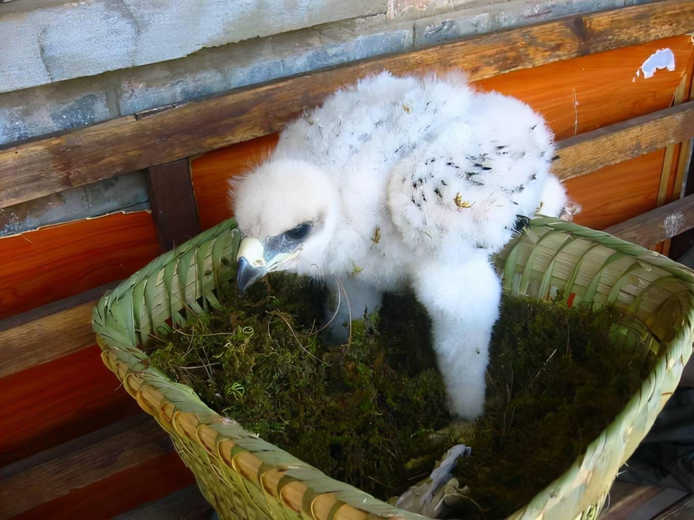 2012年黑龙江一只雕连续追杀一村民查出真相后村民被判刑