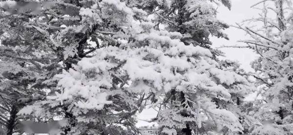 白天|成都“初雪”报到！