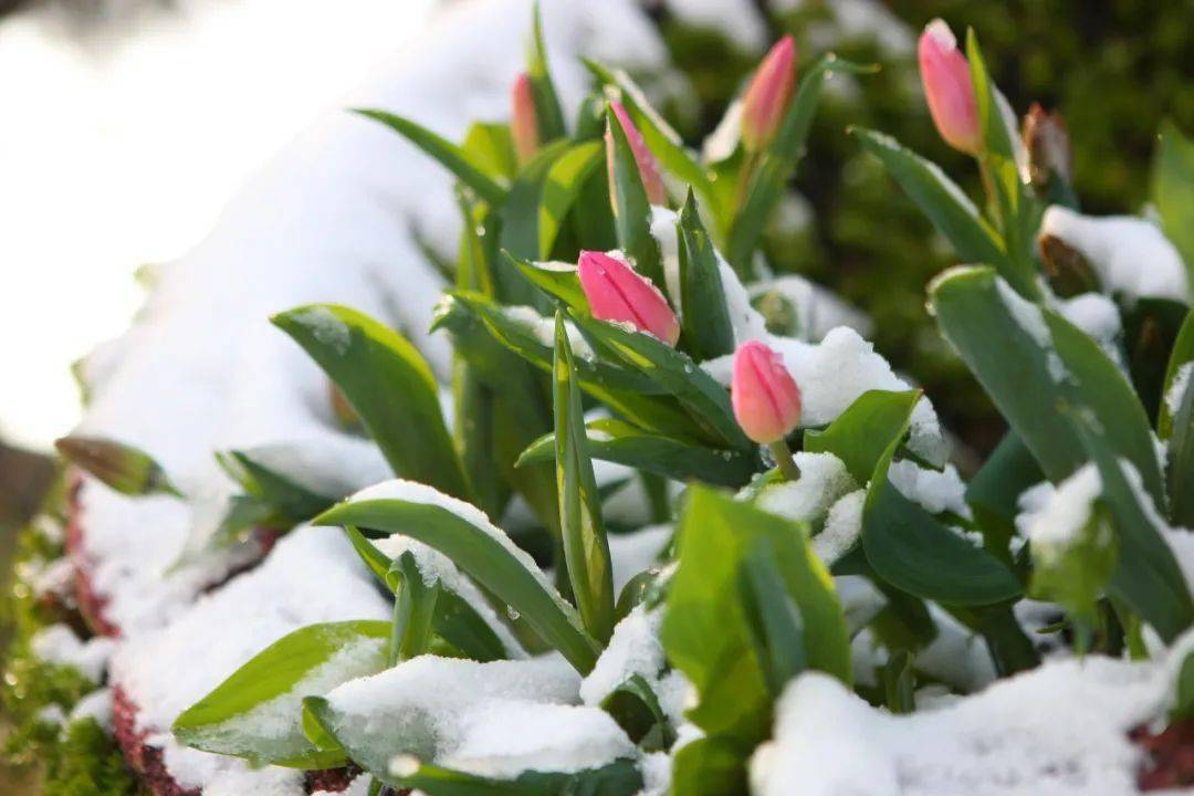 洛阳|初冬，我在南翔等一场雪