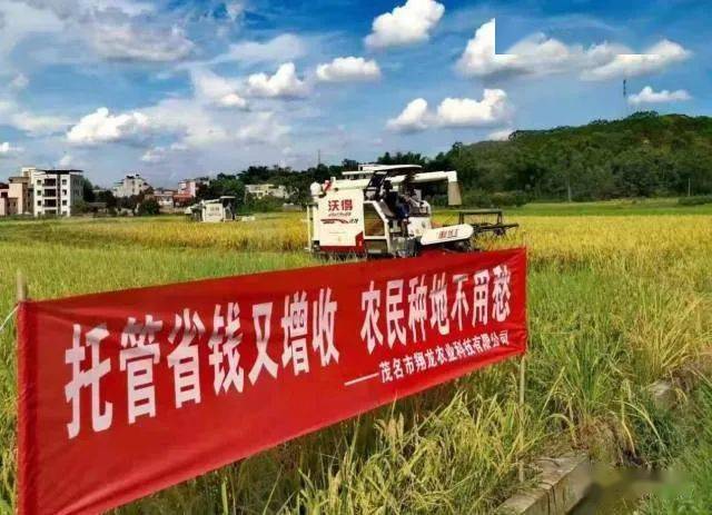 茂名探索推行土地托管生产模式 | 迎接市第十二次党代会系列报道93