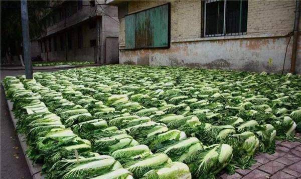 地窖里全是菜,水果饺子随手就扔院子里_大白菜_大棚蔬菜_味道