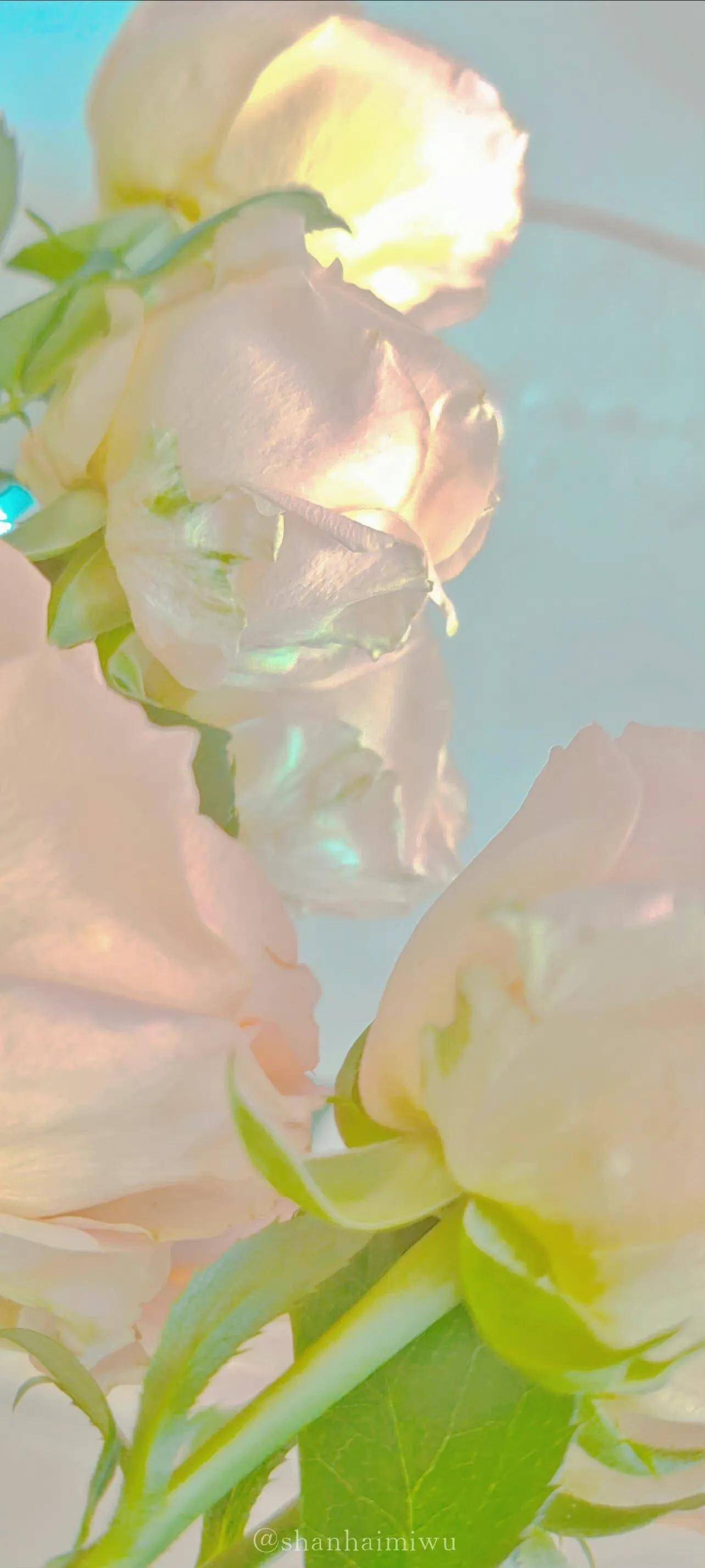 玫瑰花壁纸,真的好温柔_玫瑰花_壁纸