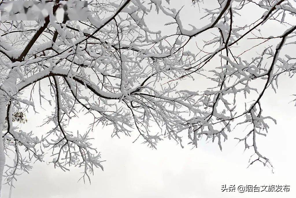 蓬莱|“雪窝”烟台变妆照，惊艳了全国！珍藏！