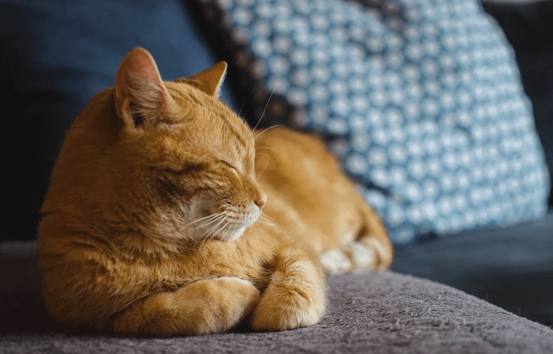 猫咪害怕人类吗 33265d6229f04bbf9be53645170c20cc.png