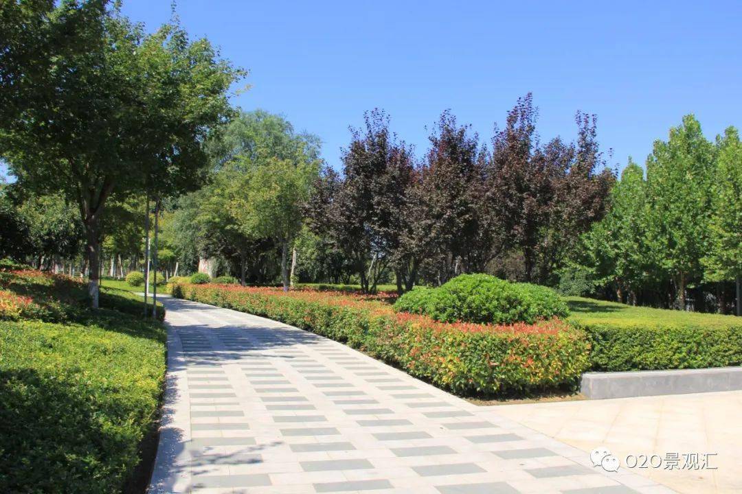 绿篱怎么选择与养护