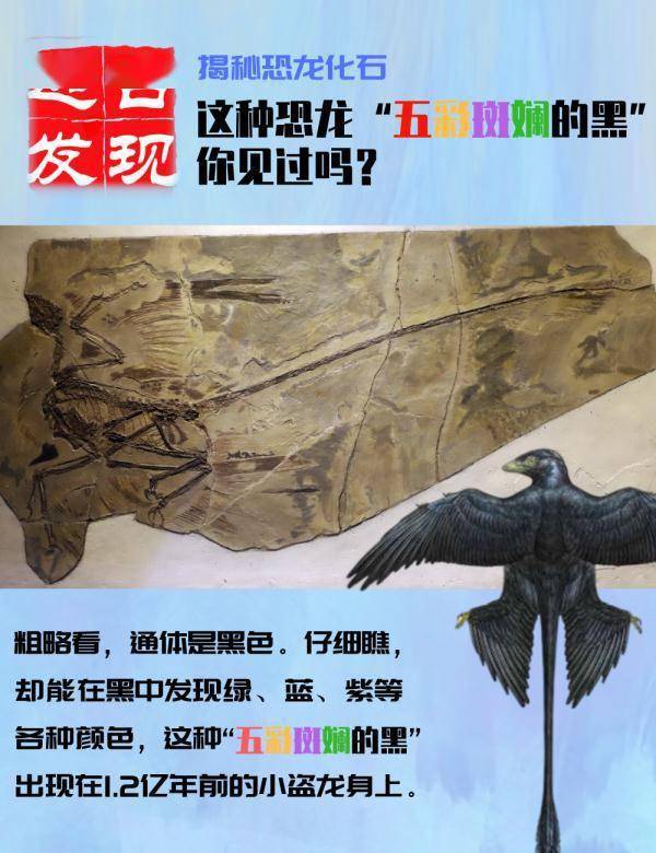 揭秘恐龙化石丨这种恐龙“五彩斑斓的黑”，你见过吗？