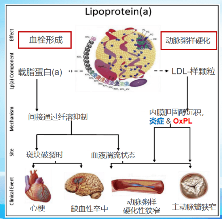 報道脂蛋白alpa與心血管疾病風險關係及臨床管理專家科學建議重磅發佈