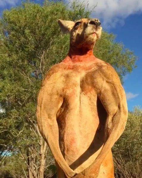 袋鼠是澳大利亚一个保护区的工作人员收养的,身高2米左右,一身肌肉