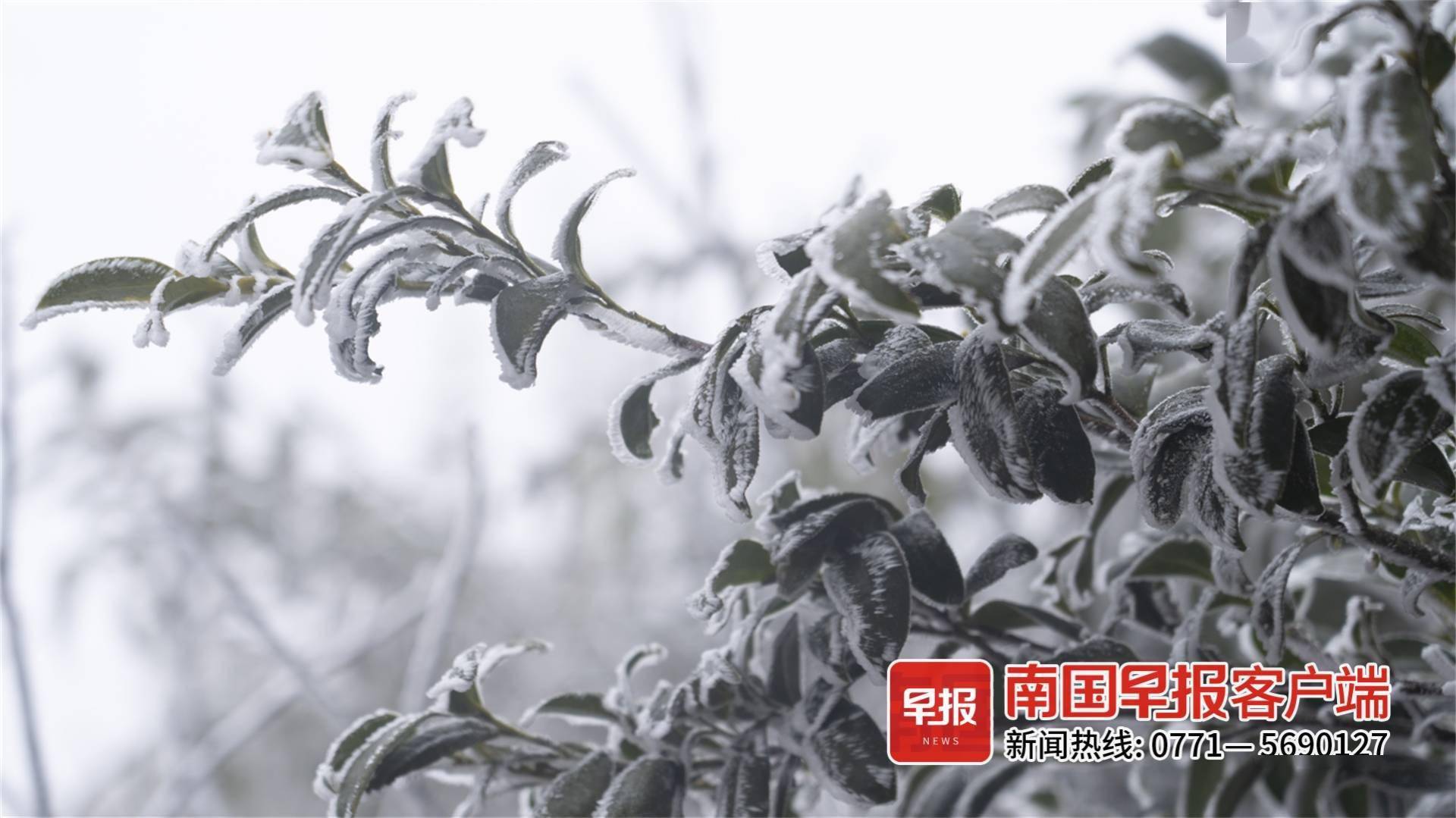 高山|美出圈！乐业高山地带出现雾凇景观，漫山遍野银装素裹