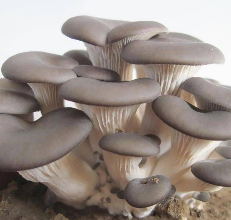 宁晋县十大特产评选结果公布