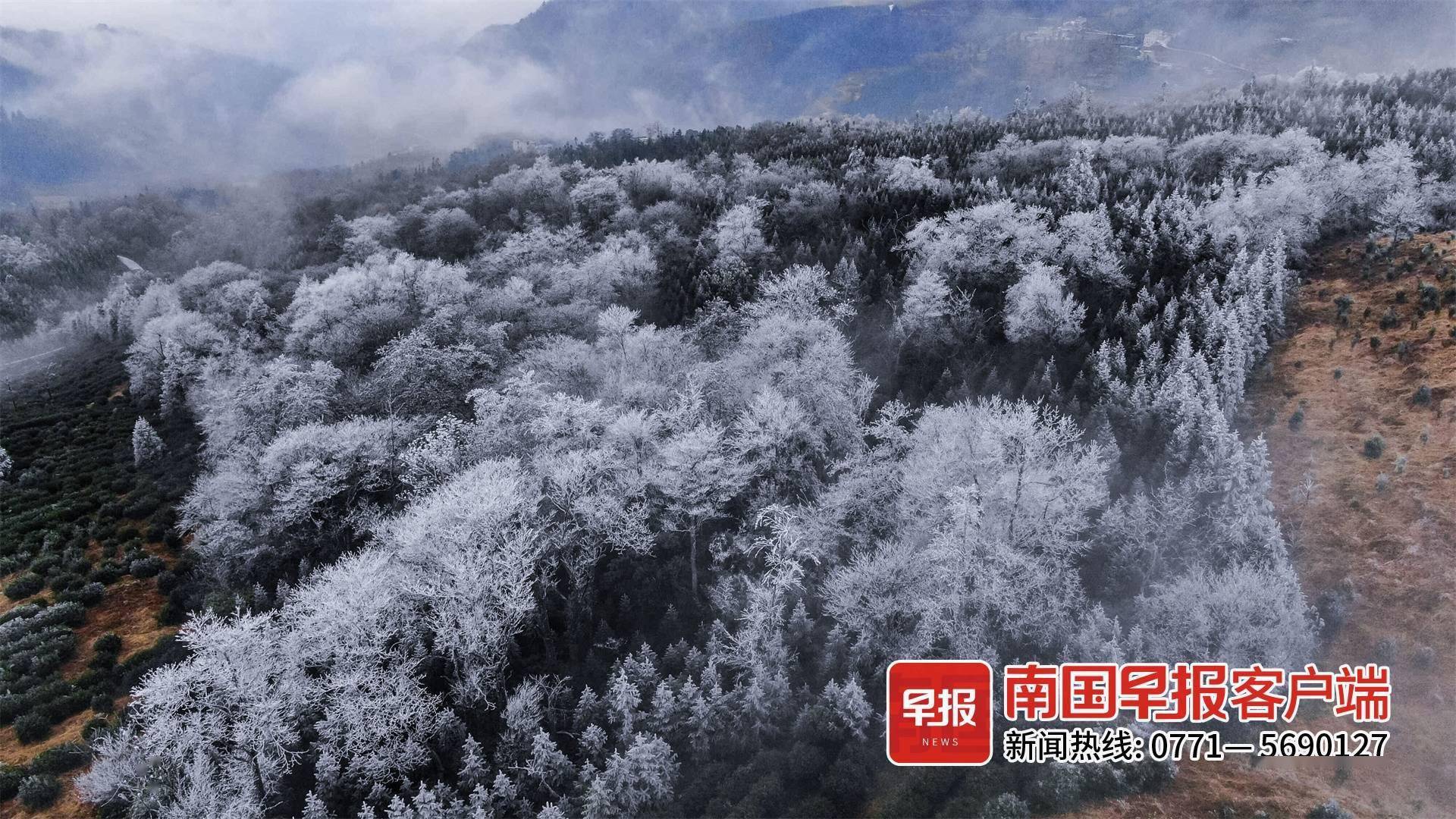 高山|美出圈！乐业高山地带出现雾凇景观，漫山遍野银装素裹