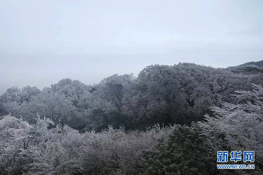 樊荣|桂北千林成雾凇 宛若仙境