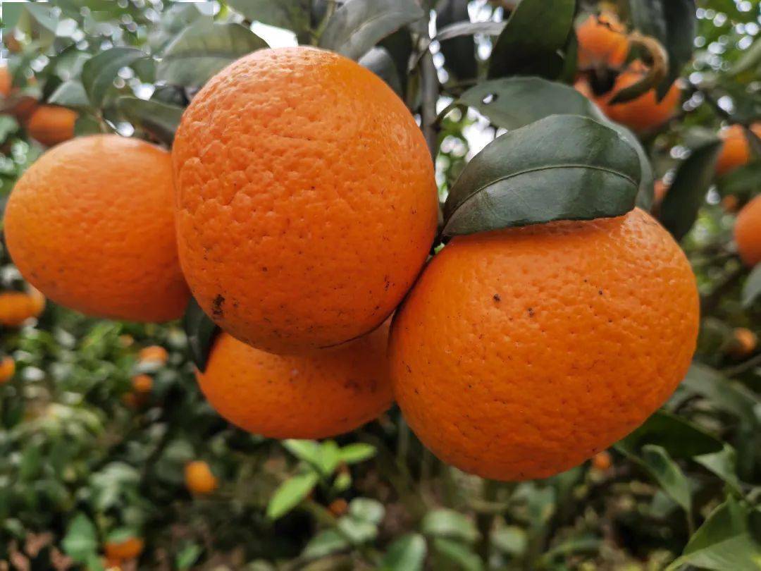 钦州市钦南区万亩柑桔喜获丰收_水果_工作_特色
