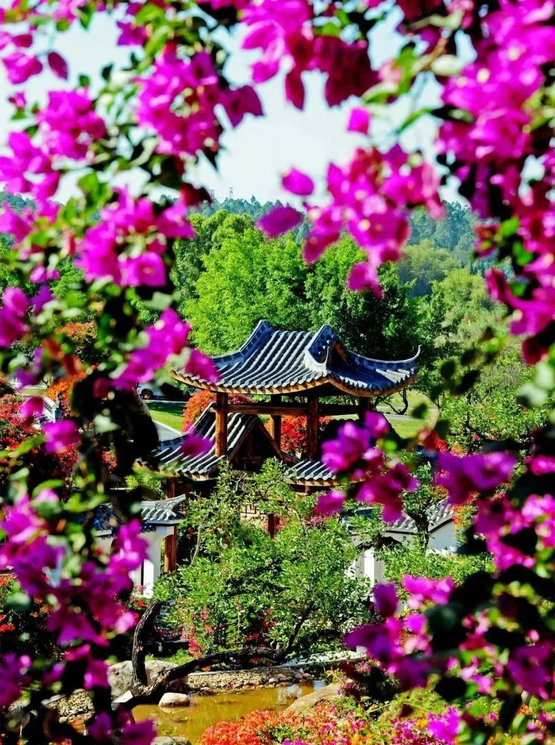 位於獅嶺鎮的馬嶺觀花植物園是廣東省重點打造的大型花卉產業綜合體