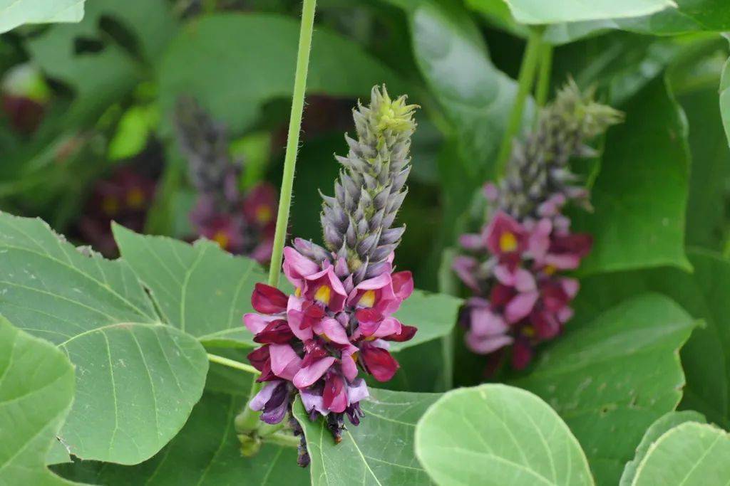 ohwi或甘葛藤 pueraria thomsonii benth. 的未开放花蕾.性味甘,平.