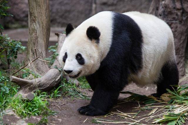 世界上最著名的大熊猫:大名鼎鼎却辗转多地,爱情十分曲折