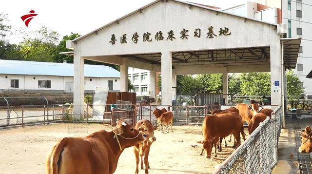 广东电视台广东新焦点报道—走进华南农业大学兽医学院_国家_发展