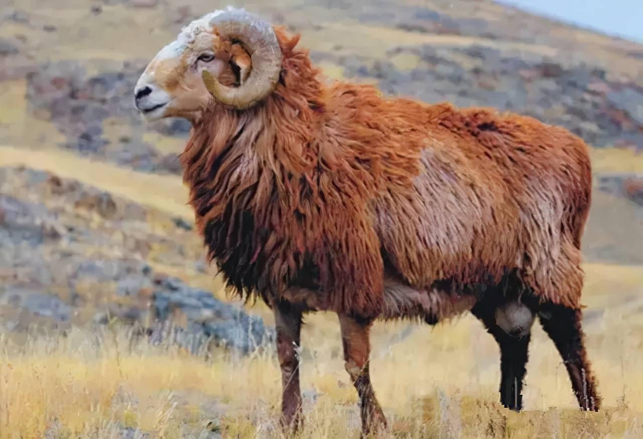 阿勒泰羊也是我国著名的羊品种资源,在国际上也享有盛名!点关注