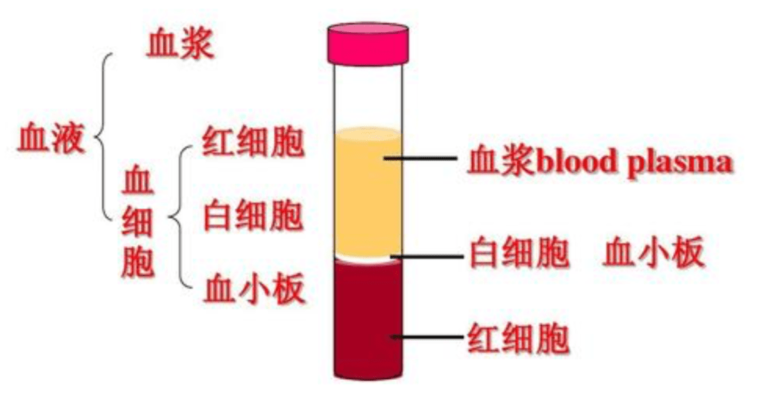 淋巴细胞|一文读懂血常规报告，这几项指标异常时要警惕白血病