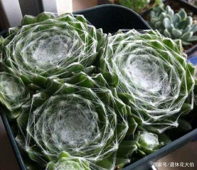 多肉怎么长粗不长高 8ff67dda00964efdb2390f52a92f5b7e.jpeg