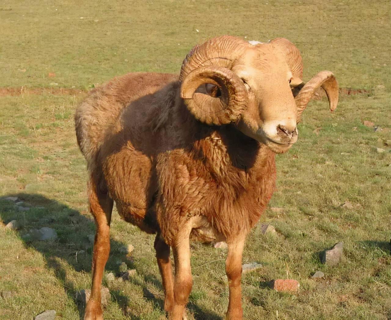 阿勒泰羊原产于新疆维吾尔自治区北部阿勒泰地区的阿勒泰市,福海县和